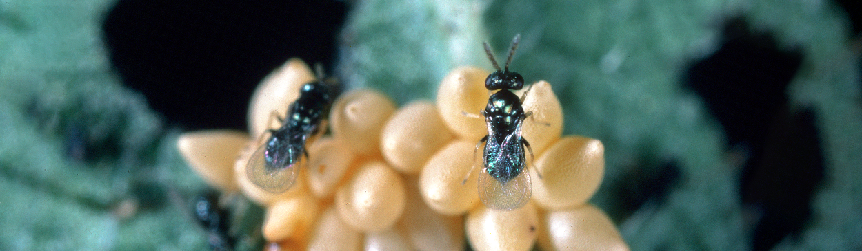 Adult parasitic wasps, <i>Oomyzus</i> (=<i>Tetrastichus</i>) <i>gallerucae</i>, investigating eggs of their host elm leaf beetle, <i>Xanthogaleruca luteola</i>.