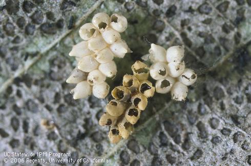 Eggs of elm leaf beetle, <I>Xanthogaleruca luteola,</I> with normal emergence holes (white) and with emergence holes of the parasite, <I>Tetrastichus gallerucae</I> (brown).