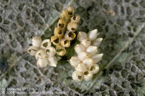 Whitish egg cases from which hatched larvae of elm leaf beetle, <i>Xanthogaleruca luteola</i> (lower left and right), and egg cases that are golden colored because they contained egg parasitic <i>Oomyzus gallerucae</i>.