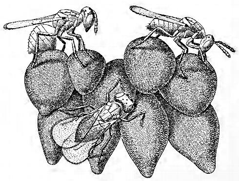 Adult <i>Oomyzus gallerucae</i> wasps on eggs of elm leaf beetle, <i>Xanthogaleruca luteola</i>. The body of the adult wasps is about 1/32 inch (0.8 mm) long.