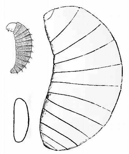 Egg (bottom left, first instar (top left), and last instar <i>Oomyzus gallerucae</i>. The last instar is about 1/32 inch (0.8 mm) long and the other stages shown are about 1/100 inch (0.25 mm) or smaller.