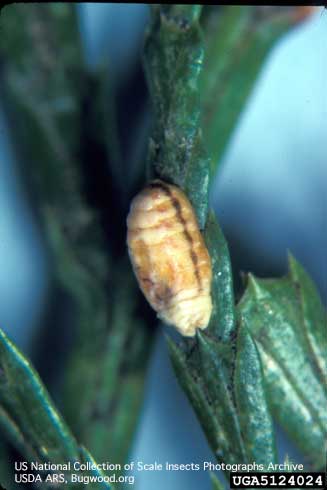 Adult giant coccid, <i>Xylocculus macrocarpae,</i> on incense cedar.