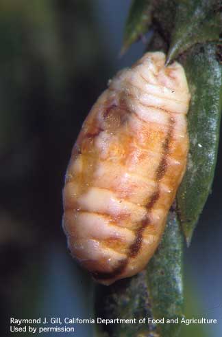 Immobile ovipositing adult female incense cedar scale, <i>Xylococculus macrocarpae.</i>.