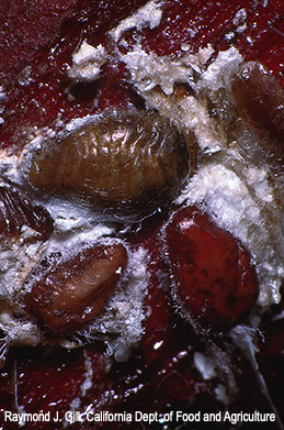 Incense cedar scale  preadult females