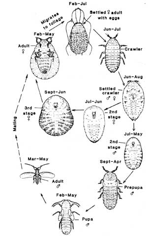 Life cycle and stages of incense cedar scale, or Monterey cypress scale, <i>Xylococculus macrocarpae.</i>.