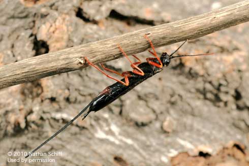 Adult female wood wasp, <i>Xeris indecisus.</i>.