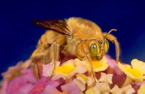 Adult male carpenter bee.