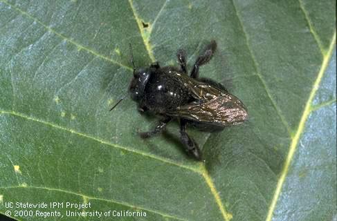 Adult female carpenter bee.