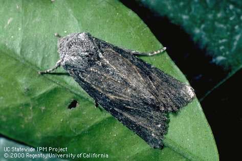 Adult citrus cutworm.