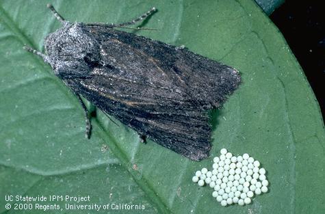 Adult citrus cutworm.