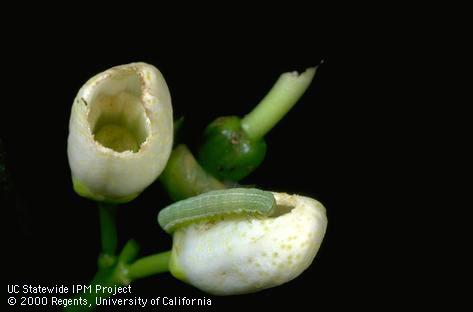 Crop damaged by citrus cutworm.