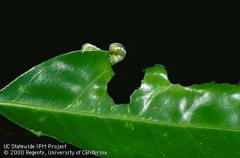 Crop damaged by citrus cutworm.