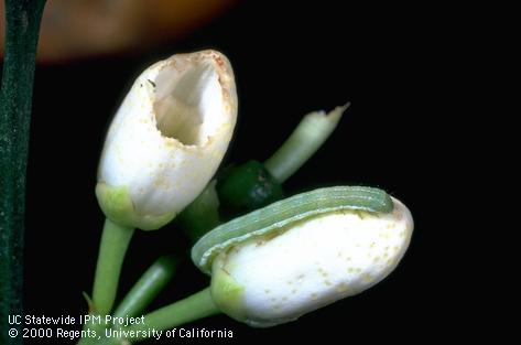 Larva (caterpillar) of citrus cutworm, <i>Egira</i> (=<i>Xylomyges</i>) <i>curialis</i>, chewing on citrus blossoms, which will drop without producing fruit.