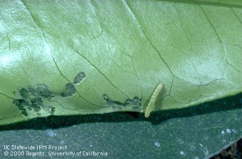 Crop damaged by citrus cutworm.