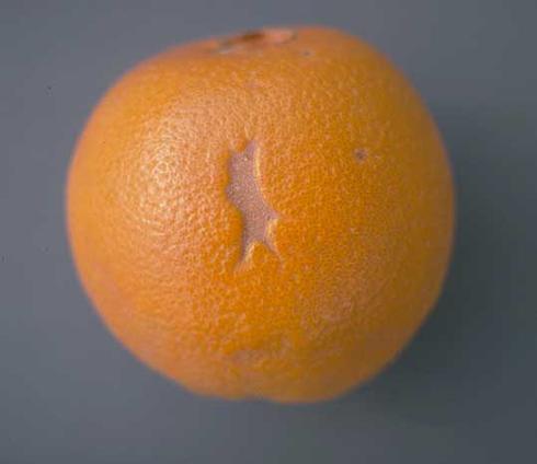 Elongated, irregular, grayish scar on a mature orange from feeding by a cutworm <I>Egira (Xylomyges) curialis,</I> when the fruit was young.