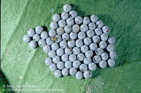 Eggs of citrus cutworm, <i>Egira curialis</i>, beginning to hatch.