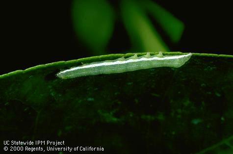 Larva of citrus cutworm.