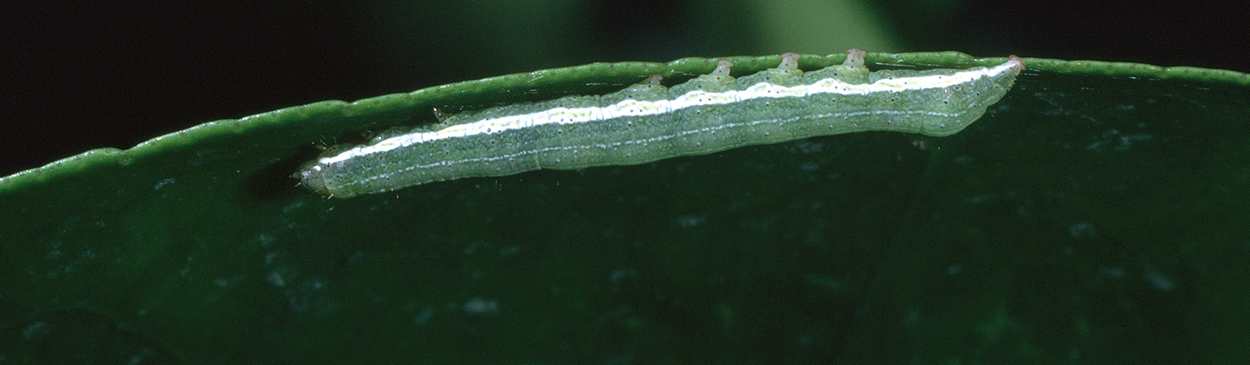 Larva of citrus cutworm.