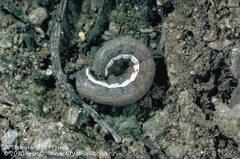 Larva (caterpillar) of citrus cutworm, <i>Egira</i> (=<i>Xylomyges</i>) <i>curialis</i>, which when disturbed commonly curls up and drops to the ground.