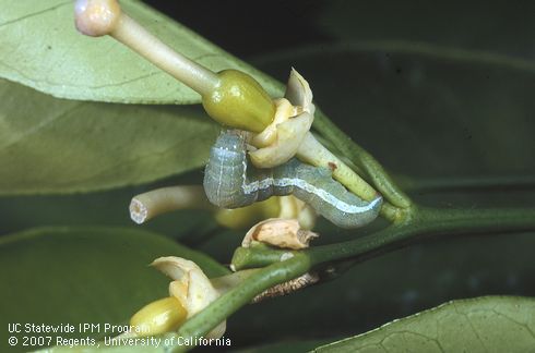 Late-instar larva of citrus cutworm, <I>Egira (Xylomyges) curialis,</I> feeding around young navel orange.