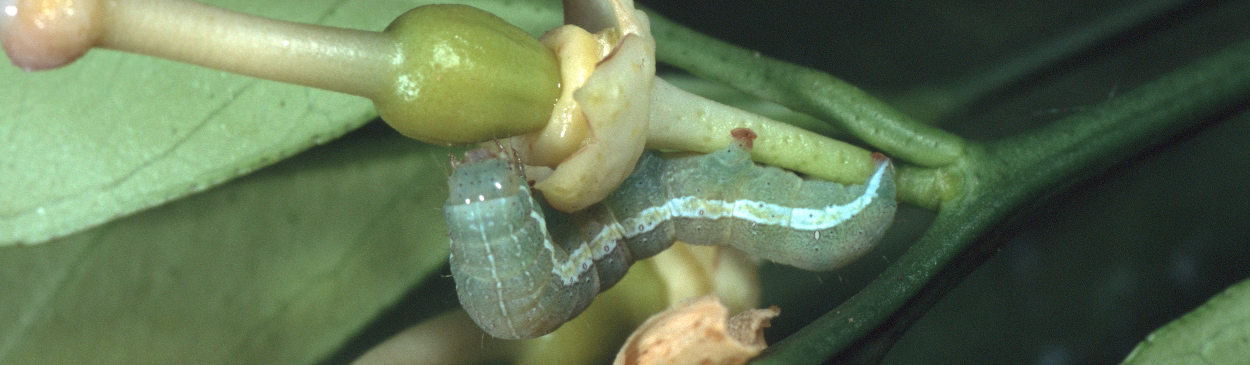 Late-instar larva of citrus cutworm, Egira (Xylomyges) curialis, feeding around young navel orange.