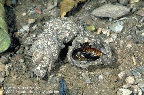 Pupa of citrus cutworm, <i>Egira</i> (=<i>Xylomyges</i>) <i>curialis</i>, exposed in its soil cell.