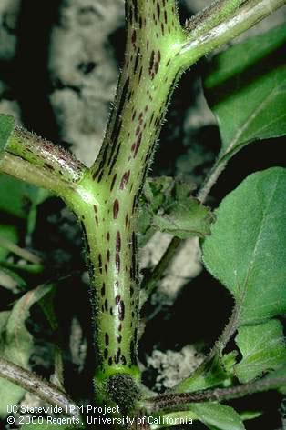 Stem showing red spots; 6-8. Credit: Jack Kelly Clark