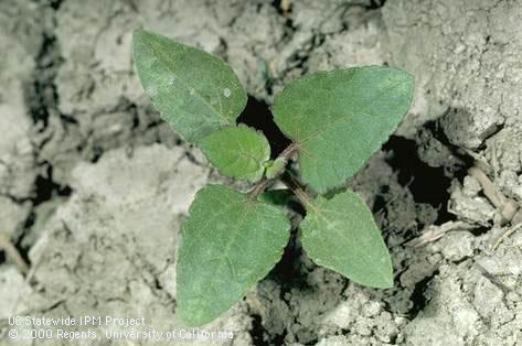 Seedling of common cocklebur.