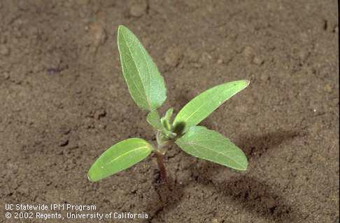 Seedling at 4-leaf stage.    Credit: Jack Kelly Clark