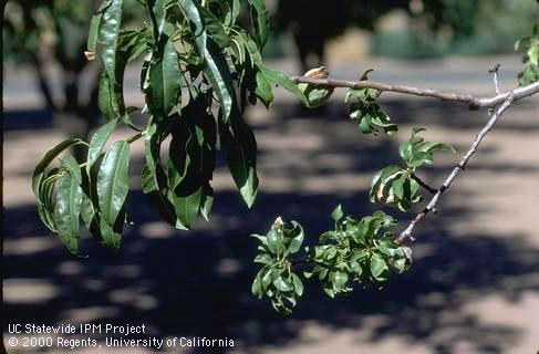 Foliage damaged by yellow bud mosaic.