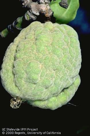 Fruit damaged by yellow bud mosaic.