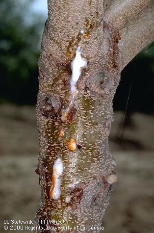 Trunk damaged by foamy canker.