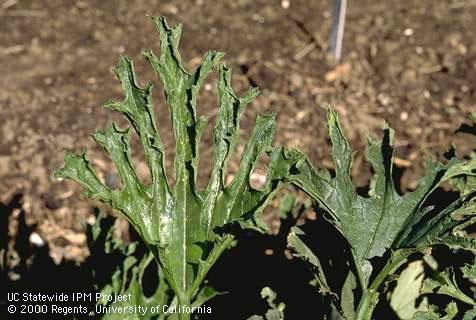 Zucchini yellow mosaic virus typically causes leaf lobes to become long and narrow.