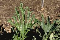 Zucchini yellow mosaic virus typically causes leaf lobes to become long and narrow.