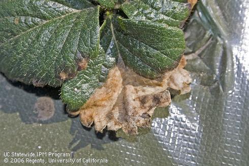 Tan discoloration of strawberry foliage caused by the leaf blotch pathogen, <I>Zythia fragariae.</I>.