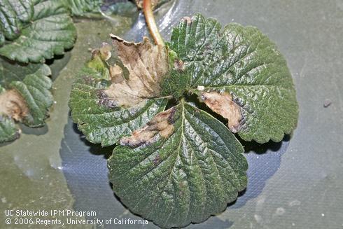 Tan discoloration of strawberry foliage caused by the leaf blotch pathogen, <I>Zythia fragariae.</I>.