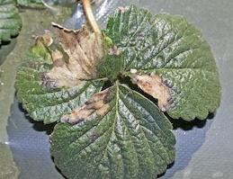 Leaf blotch