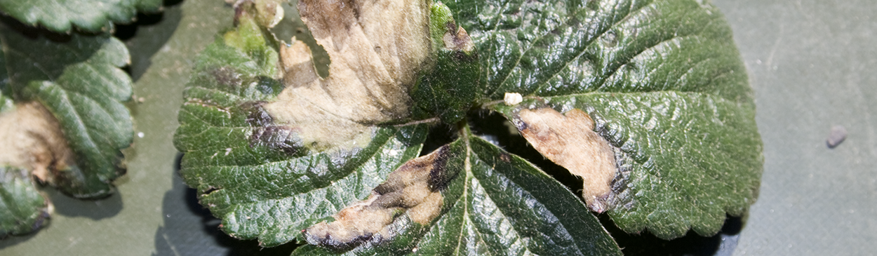 Tan discoloration of strawberry foliage caused by the leaf blotch pathogen, Zythia fragariae.