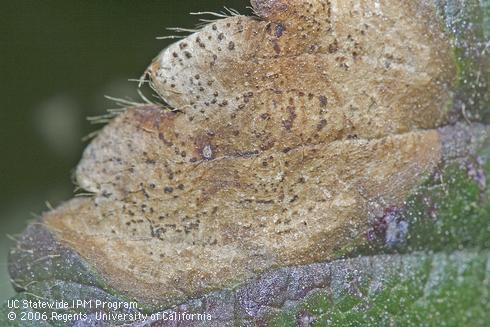 Presence of the numerous dark dots of spore-forming structures helps distinguish leaf blotch, caused by <I>Zythia fragariae.</I>.