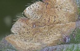 A leaf blotch lesion with numerous, tiny, dark fungal fruiting bodies.