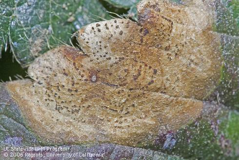 Presence of the numerous dark dots of spore-forming structures helps distinguish leaf blotch, caused by <I>Zythia fragariae.</I>.