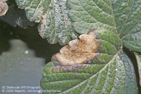 Presence of the numerous dark dots of spore-forming structures helps distinguish leaf blotch, caused by <I>Zythia fragariae.</I>.