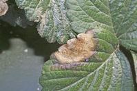 Leaf blotch lesion