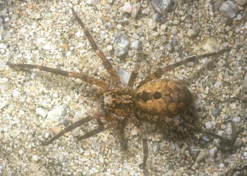 Mature adults of <I>Zoropsis spinimana</I> are long-legged spiders with bodies about 1/2 to 5/8 inch long and leg span of 1 to 1 1/4 inch. A female is shown here.