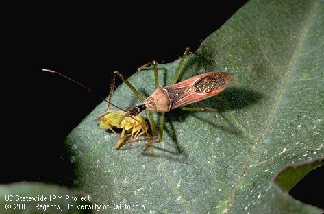 Adult assassin bug, Zelus sp.