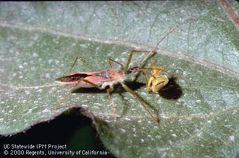 Adult assassin bug.