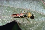 Adult assassin bug attacking a lygus bug.