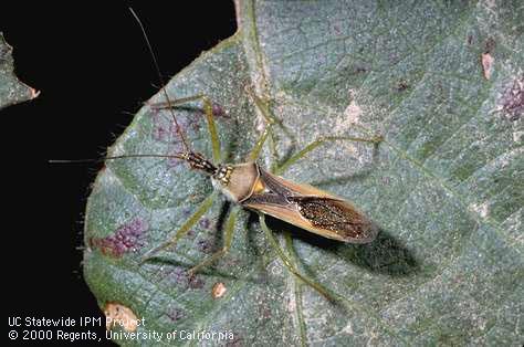 Adult assassin bug.