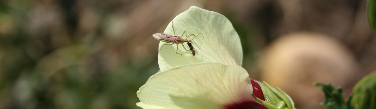 An assassin bug, Zelus sp., feeding on its prey.