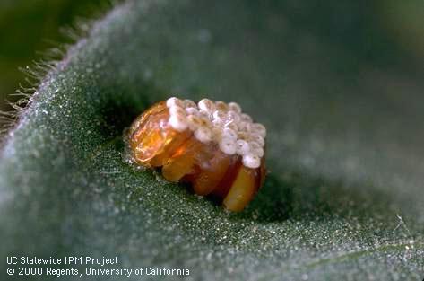 Eggs of the leafhopper assassin bug, Zelus renardii.